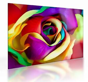 Tablou pe sticlă - Trandafir colorat (70x50 cm)