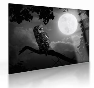 Tablou pe sticlă - Bufniță de noapte, alb și negru (70x50 cm)