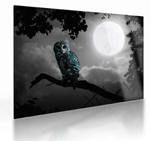 Tablou pe sticlă - Bufniță de noapte, albastru (70x50 cm)