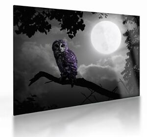 Tablou pe sticlă - Bufniță de noapte, bufniță mov (70x50 cm)