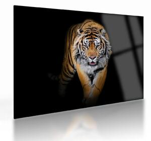 Tablou pe sticlă - Tiger (70x50 cm)