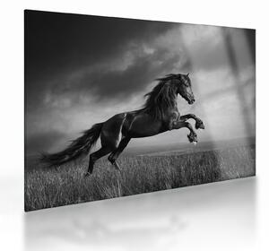 Tablou pe sticlă - Cal alb și negru (70x50 cm)