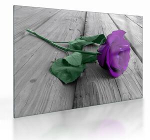 Tablou pe sticlă - Trandafir violet cu tulpina verde (70x50 cm)