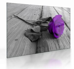 Tablou pe sticlă - Trandafir violet cu tulpina verde (70x50 cm)