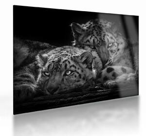 Tablou pe sticlă - Gheparzi care se odihnesc (70x50 cm)