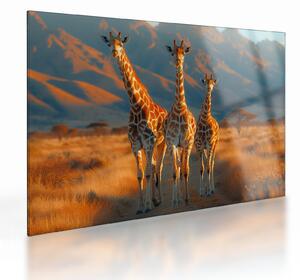 Tablou pe sticlă - Girafe pe pășune (70x50 cm)