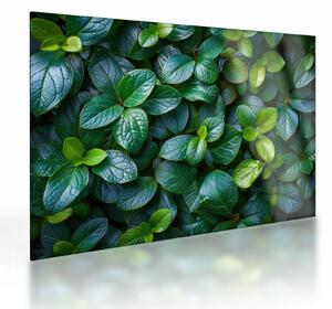 Tablou pe sticlă - Plante verzi (70x50 cm)