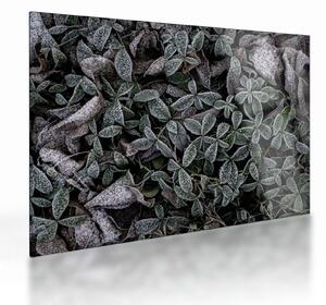 Tablou pe sticlă - Plante înghețate (70x50 cm)