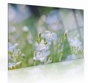 Tablou pe sticlă - Flori delicate (70x50 cm)
