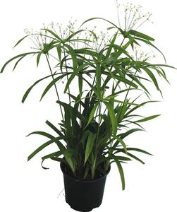 Papirus FloraSelf Cyperus diffusus H 50-60 cm ghiveci Ø 14 cm