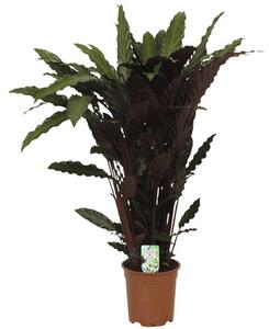 Planta care se roag FloraSelf Calathea ornata 'Wavestar' H 105-120 cm  ghiveci  21 cm | FAVI.ro