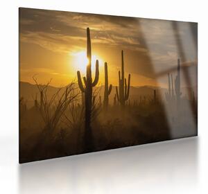 Tablou pe sticlă - Cactuși Saguaro (70x50 cm)