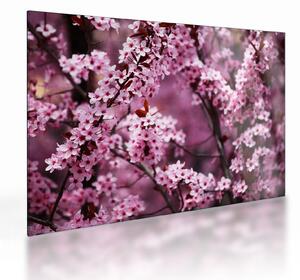 Tablou pe sticlă - Sakura roz (70x50 cm)