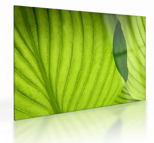 Tablou pe sticlă - Detaliu de frunză verde (70x50 cm)