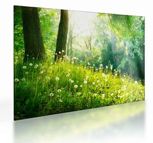 Tablou pe sticlă - Pajiște magică plină de păpădii (70x50 cm)