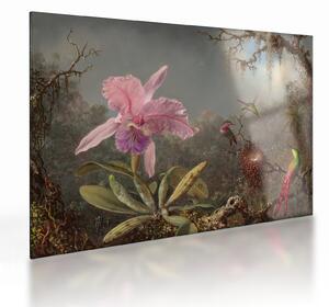 Tablou pe sticlă - Martin Johnson Heade, Cattleya Orchid and Three Hummingbirds, reproducere (70x50 cm)