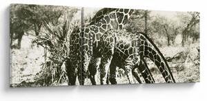 Tablou - Girafe, de epocă (cu ceas) (90x30 cm)