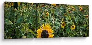 Tablou - Câmpul de floarea-soarelui II. (cu ceas) (90x30 cm)