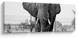Tablou - Elefantul african II. (cu ceas) (90x30 cm)