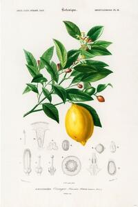 Poster Charles Dessalines d’Orbigny - Citrus Limonium, (61 x 91.5 cm)