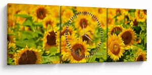 Tablou - Floarea-soarelui (cu ceas) (90x30 cm)