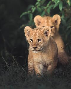 Fotografie de artă Lion king, Ahmed Sobhi, (30 x 40 cm)