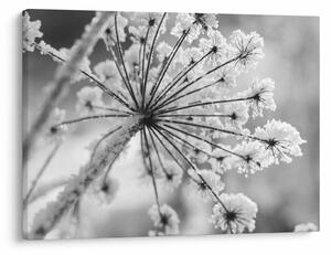 Tablou - Floare în timpul iernii (70x50 cm)