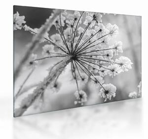 Tablou pe sticlă - Floare în timpul iernii (70x50 cm)