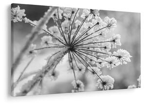 Tablou - Floare în timpul iernii (90x60 cm)