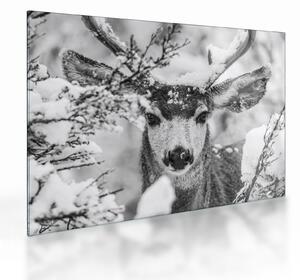 Tablou pe sticlă - Cerb în timpul iernii (70x50 cm)