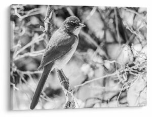 Tablou - Bluebird în timpul iernii (70x50 cm)