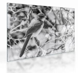Tablou pe sticlă - Bluebird în timpul iernii (70x50 cm)