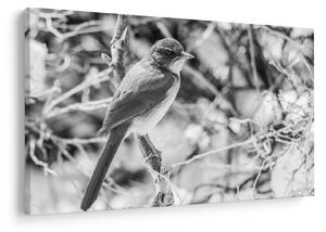 Tablou - Bluebird în timpul iernii (90x60 cm)