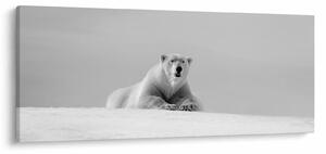 Tablou - Ursul polar (120x50 cm)