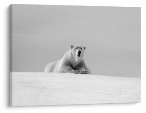 Tablou - Ursul polar (70x50 cm)