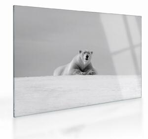 Tablou pe sticlă - Ursul polar (70x50 cm)