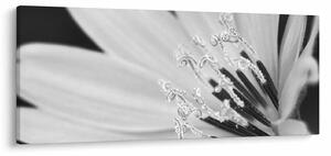 Tablou - Floare albă și neagră (120x50 cm)