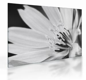 Tablou pe sticlă - Floare albă și neagră (70x50 cm)