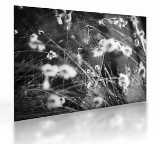 Tablou pe sticlă - Pânza de păianjen în pajiște (70x50 cm)