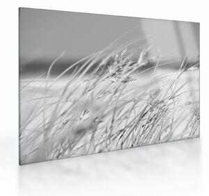 Tablou pe sticlă - Iarbă de plajă (70x50 cm)
