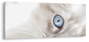 Tablou - Pisica cu ochi albaștri (120x50 cm)