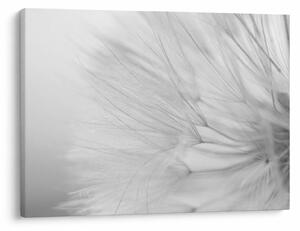 Tablou - Dandelion (70x50 cm)
