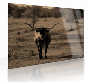 Tablou pe sticlă - Vacă din Texas (70x50 cm)