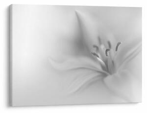 Tablou - Crin delicat (70x50 cm)