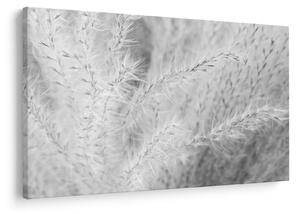 Tablou - Iarbă de pampas N⁰1 (90x60 cm)