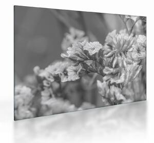 Tablou pe sticlă - Flori uscate (70x50 cm)