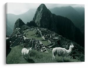 Tablou - Lamas la Machu Picchu în Peru (70x50 cm)