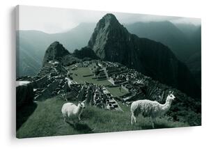 Tablou - Lamas la Machu Picchu în Peru (90x60 cm)