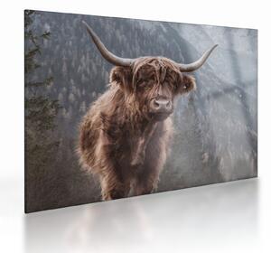 Tablou pe sticlă - Vaca Highlander (70x50 cm)