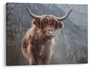 Tablou - Vaca Highlander (70x50 cm)